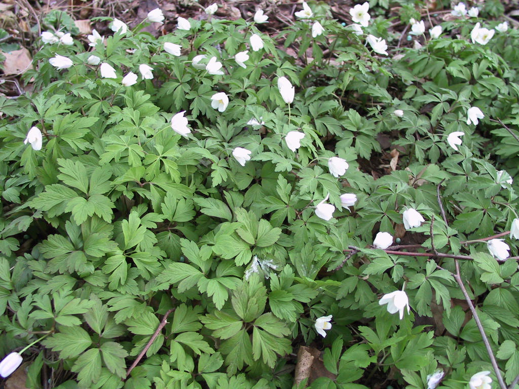 Anemone nemorosa flaechig.JPG
